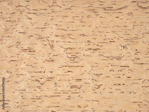 Obraz na płótnie Rustic burl wood veneer surface showcasing a symphony of tan and beige whirls w salonie