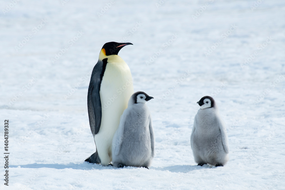 Naklejka premium Emperor Penguin with two chicks in Antarctica 