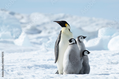 Emperor Penguin with three chicks in Antarctica 