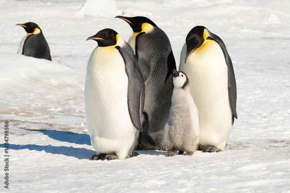 Obraz premium An Emperor Penguin with chick at the Emperor Penguin Colony at Snow Hill, Weddell Sea, Antarctica. October 2018. 
