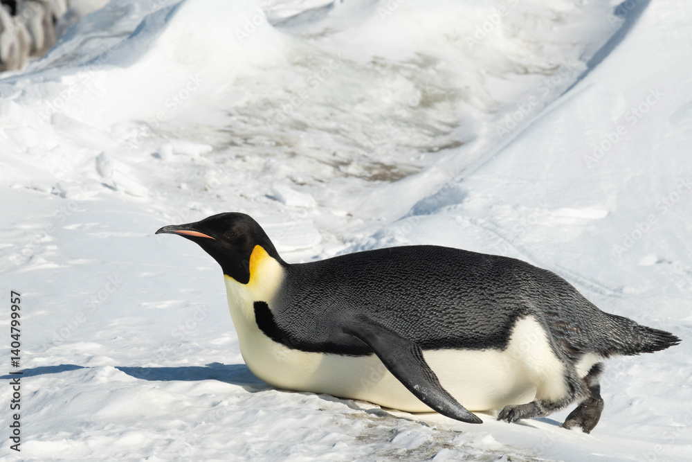 Obraz premium Emperor penguin. isolated on white background