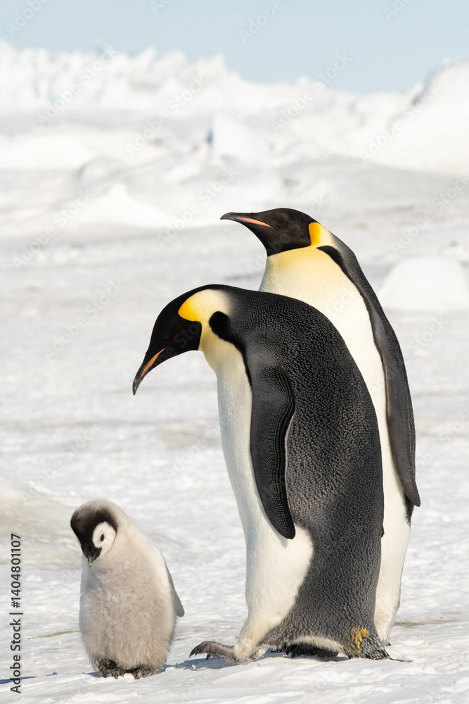 Obraz premium An Emperor Penguin with chick at the Emperor Penguin Colony at Snow Hill, Weddell Sea, Antarctica. October 2018. 