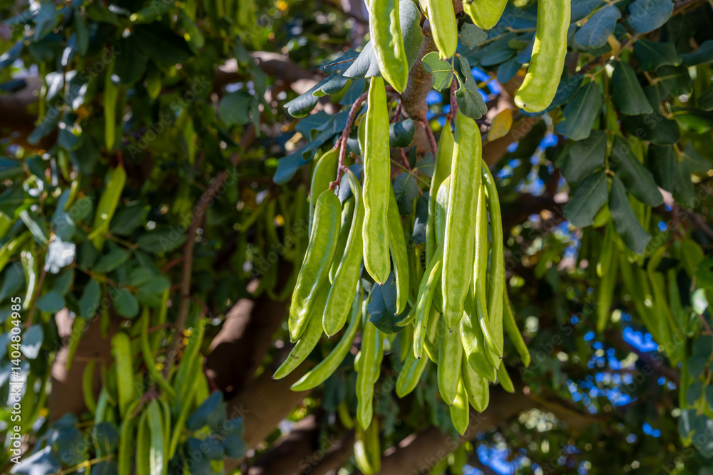 Carob tree , fresh green carob berries carob healthy food, Ceratonia siliqua (carob)
