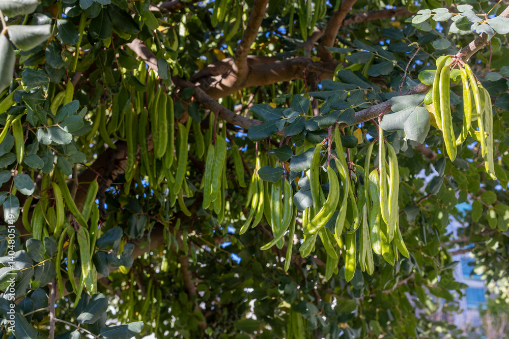 Carob tree , fresh green carob berries carob healthy food, Ceratonia siliqua (carob)