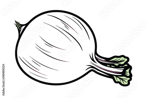 Fresh Turnip Vector Illustration Organic Root Vegetable Healthy Food Ingredient Culinary Herb Kitchen Garden Harvest Isolated