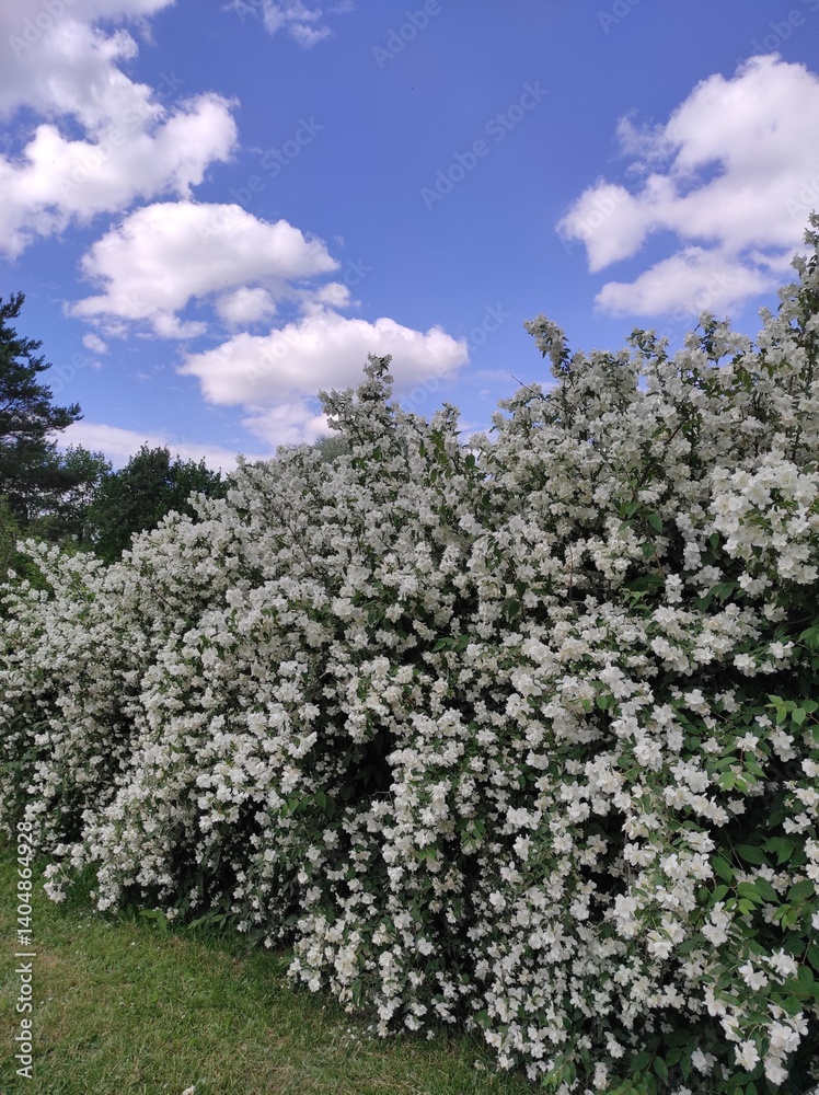 White flowers of jasmine against the blue sky and white clouds