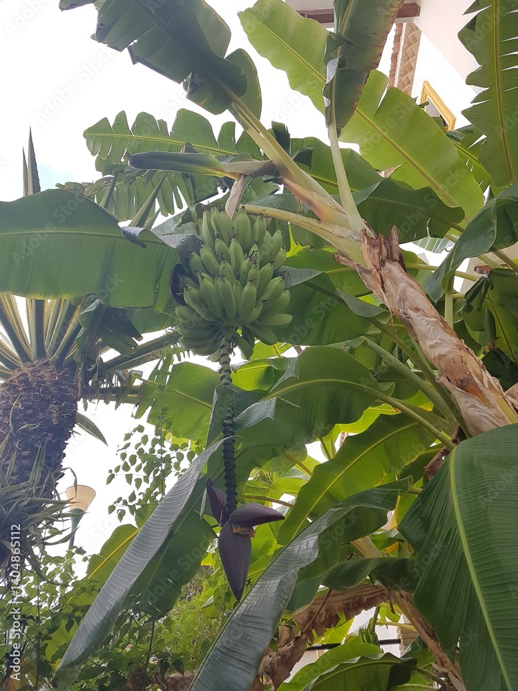 Banana tree with green leaves and a bunch of bananas in the garden
