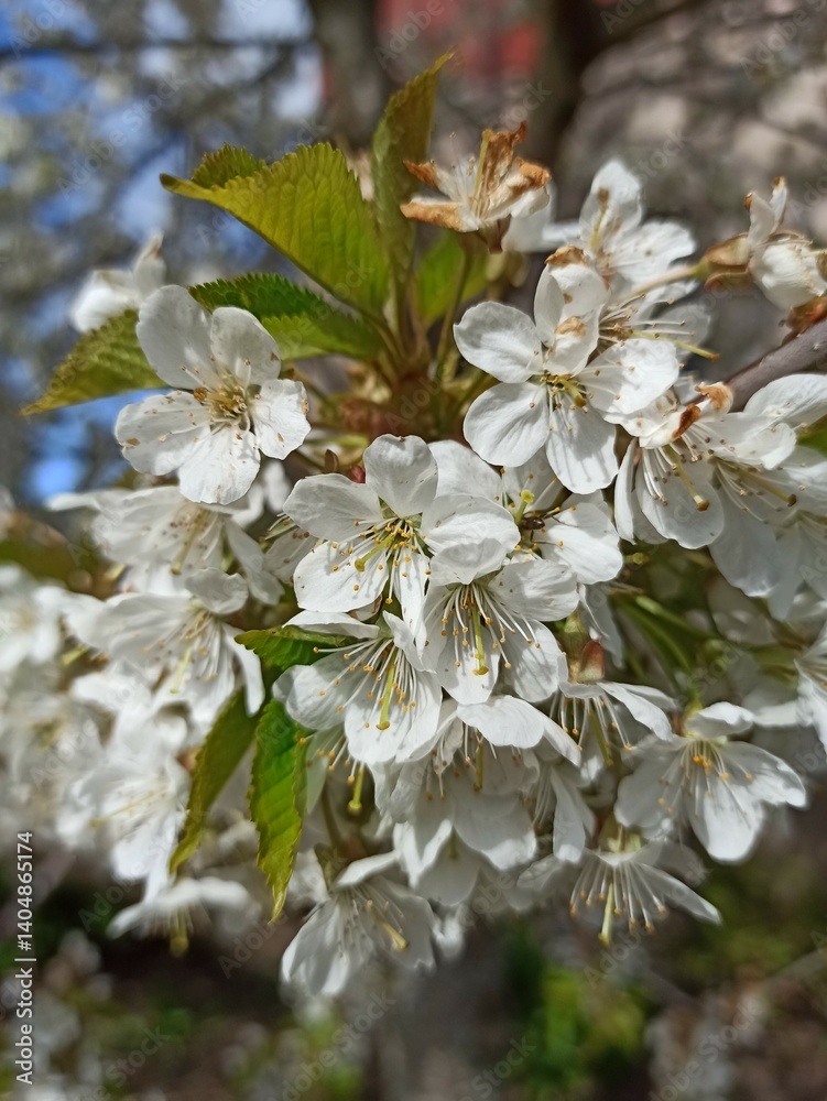 apple tree blossom in spring, close-up of white flowers