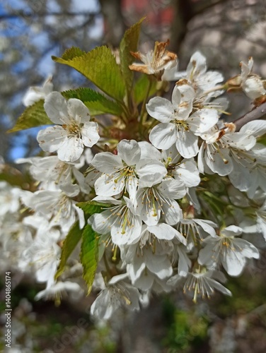Obraz na płótnie apple tree blossom in spring, close-up of white flowers w salonie