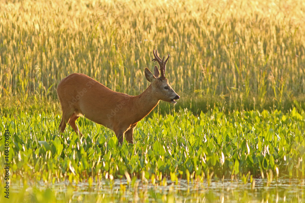 Sarna europejska (Capreolus capreolus) roe deer