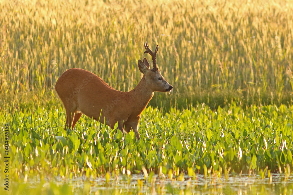 Sarna europejska (Capreolus capreolus) roe deer