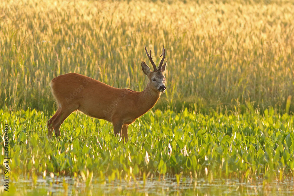 Sarna europejska (Capreolus capreolus) roe deer