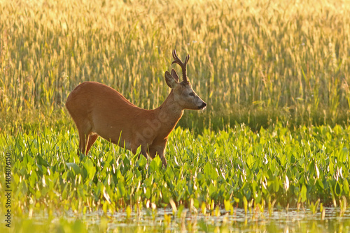 Obraz na płótnie Sarna europejska (Capreolus capreolus) roe deer w salonie