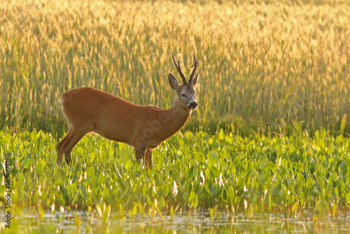 Obraz na płótnie Sarna europejska (Capreolus capreolus) roe deer w salonie