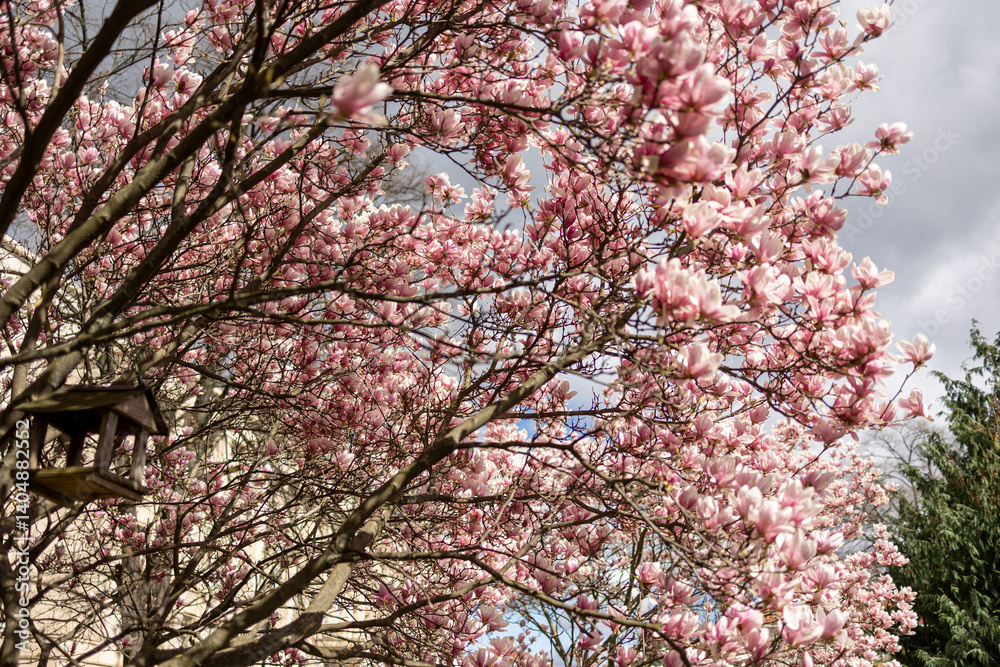 Magnolias, city garden. beautiful Japanese garden Magnolias, city garden. beautiful Japanese garden
