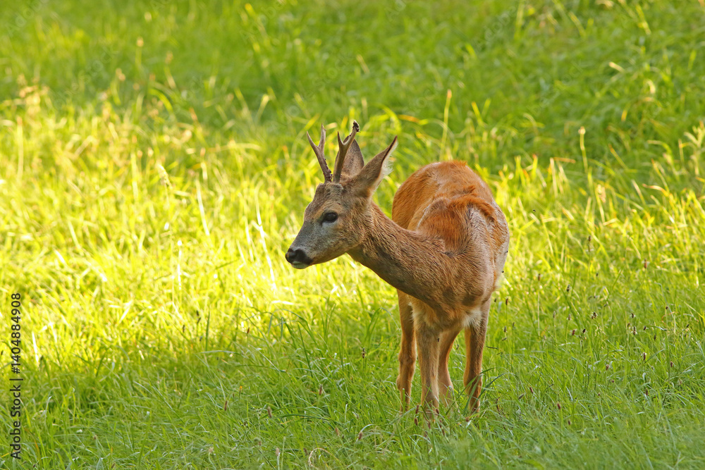 Sarna europejska (Capreolus capreolus) roe deer Sarna europejska (Capreolus capreolus) roe deer