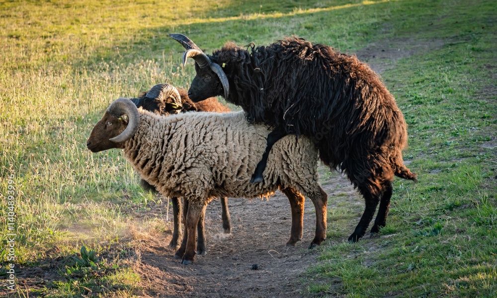 Obraz premium sunset at south stack lighthouse Isle of Anglesey