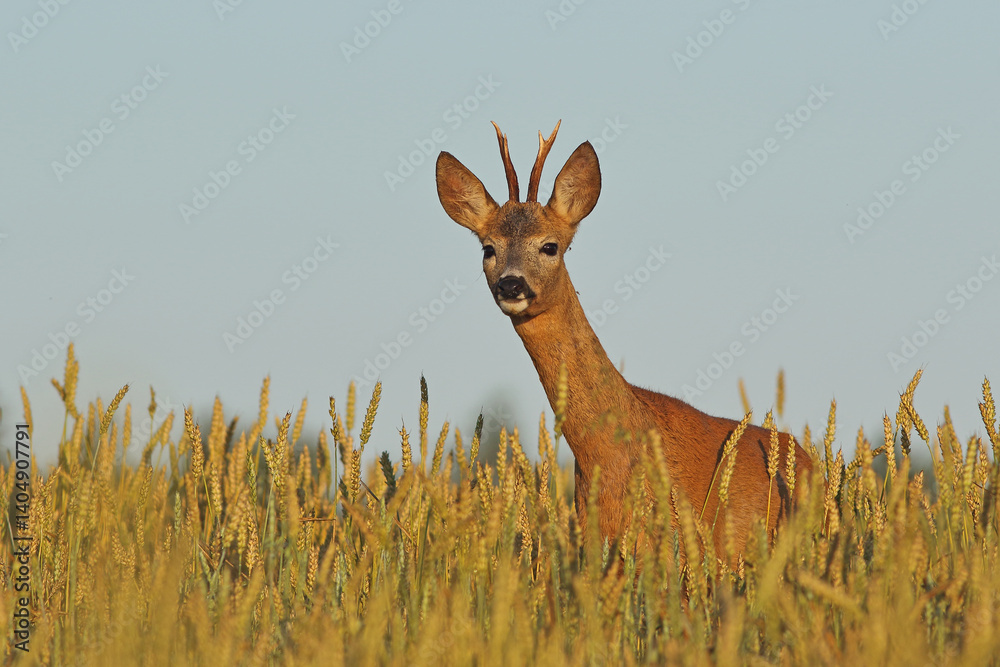 Sarna europejska (Capreolus capreolus) roe deer
