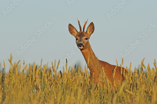 Obraz na płótnie Sarna europejska (Capreolus capreolus) roe deer w salonie