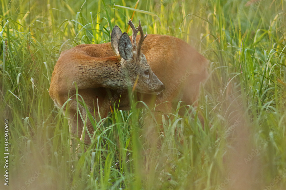 Sarna europejska (Capreolus capreolus) roe deer
