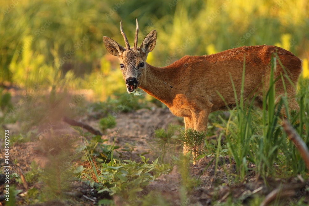 Sarna europejska (Capreolus capreolus) roe deer
