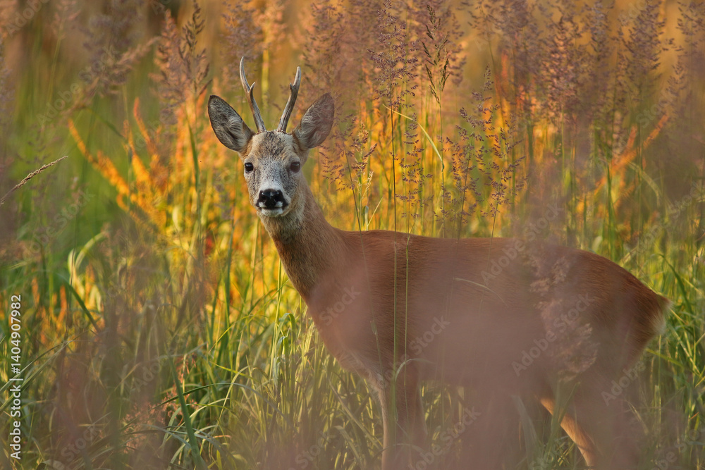 Sarna europejska (Capreolus capreolus) roe deer
