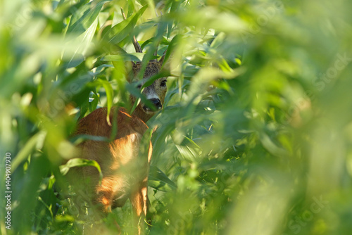 Obraz na płótnie Sarna europejska (Capreolus capreolus) roe deer w salonie