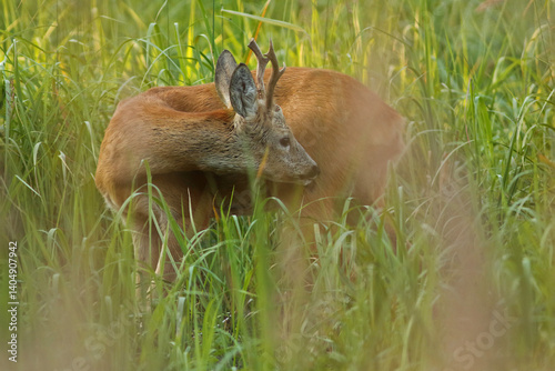 Obraz na płótnie Sarna europejska (Capreolus capreolus) roe deer w salonie