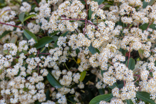 The Photinia glabra ( Red robin ) hedges. Rosaceae evergreen shrub. It is often used as a hedge because of its beautiful red shoots in spring