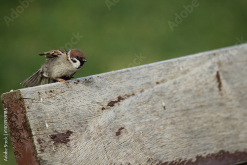 Miller Sparrow