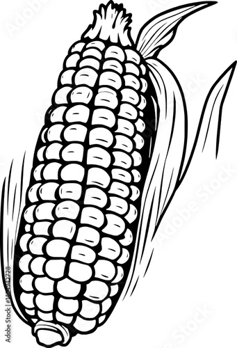 Detailed Line Art Illustration Of An Ear Of Corn Showing Kernels And Husk