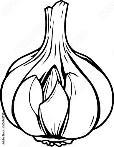 Detailed Line Drawing Of A Single Bulb Of Garlic