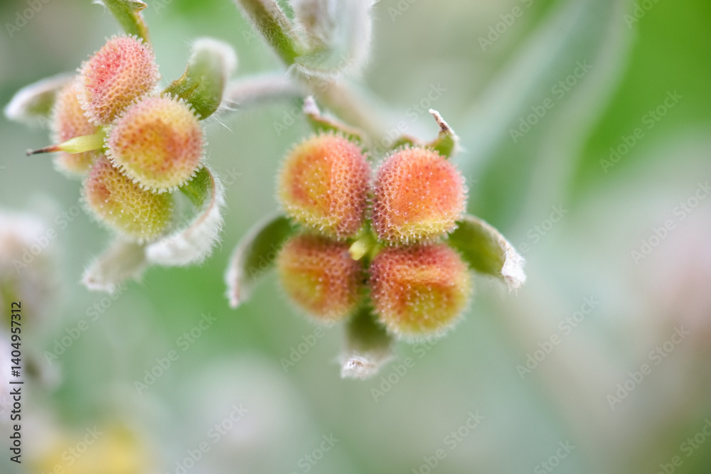 Close up of colorful plant buds showcasing unique textures and shapes in a natural setting during daylight hours