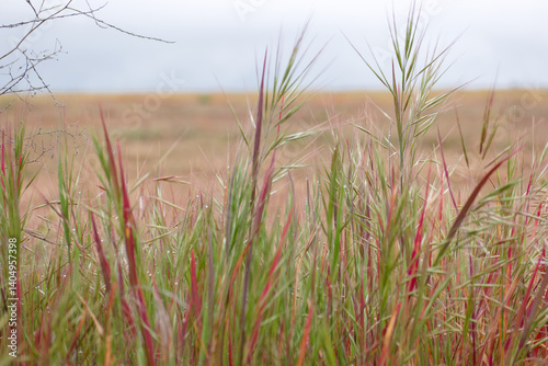 Obraz na płótnie Colorful grass sways gently in the wind at a serene outdoor landscape during overcast weather w salonie