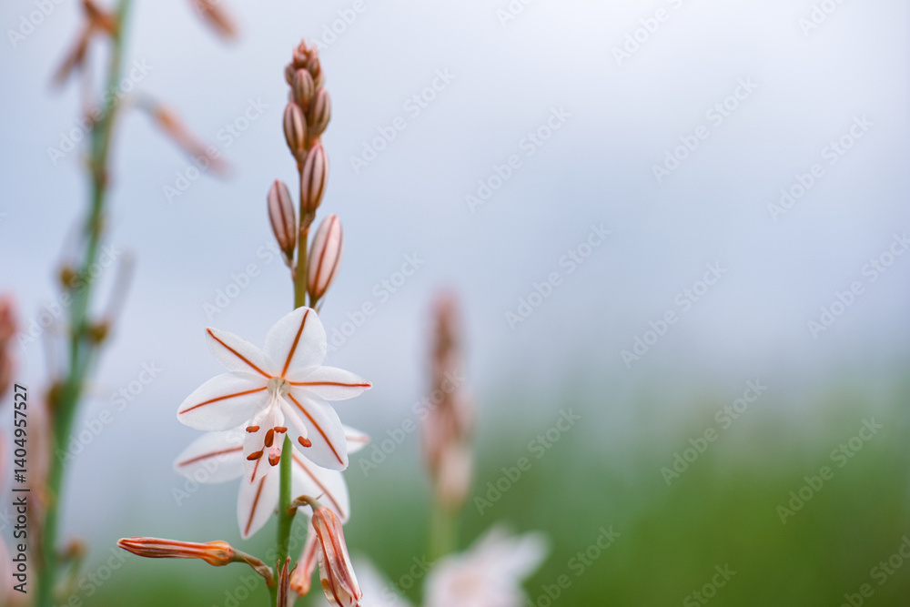 Delicate white flower with pink accents blooming in a serene natural setting during daytime