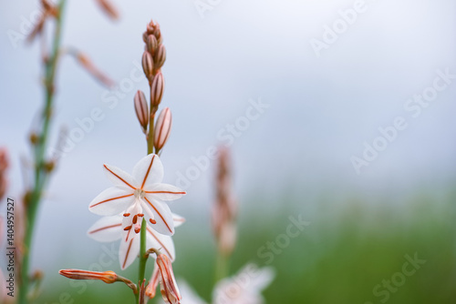 Obraz na płótnie Delicate white flower with pink accents blooming in a serene natural setting during daytime w salonie
