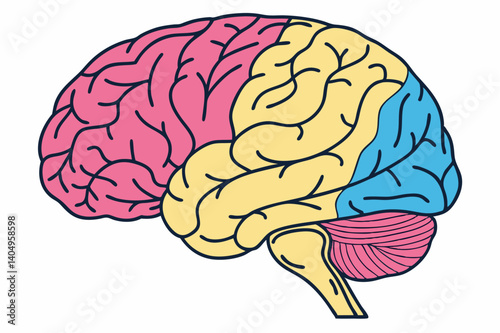 A 3D human brain illustration depicting anatomy and intellect.