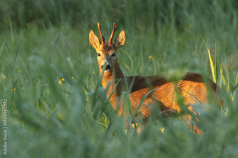 Sarna europejska (Capreolus capreolus) roe deer
