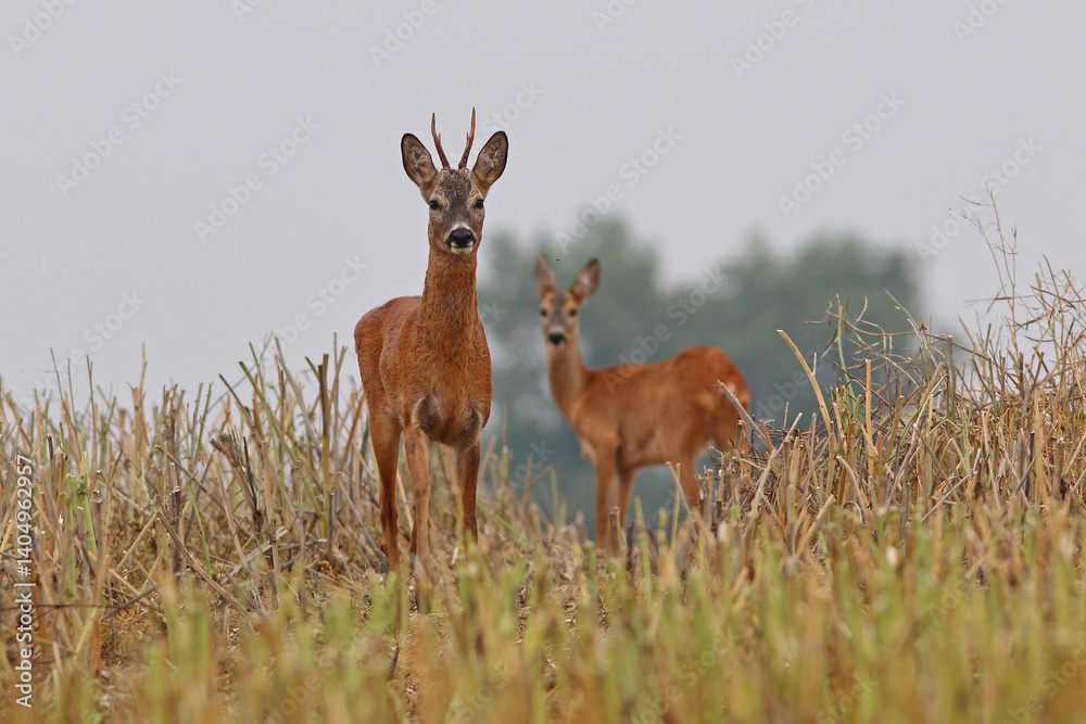 Sarna europejska (Capreolus capreolus) roe deer