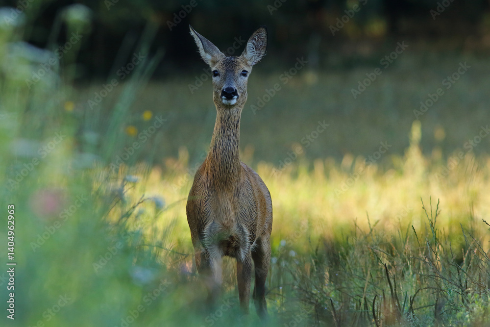 Sarna europejska (Capreolus capreolus) roe deer