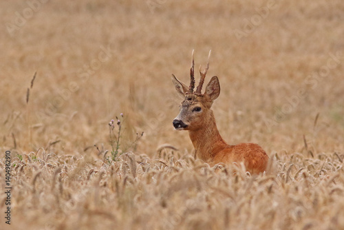 Obraz na płótnie Sarna europejska (Capreolus capreolus) roe deer w salonie