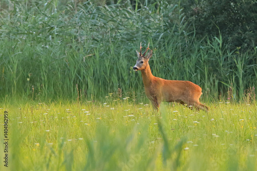 Sarna europejska (Capreolus capreolus) roe deer