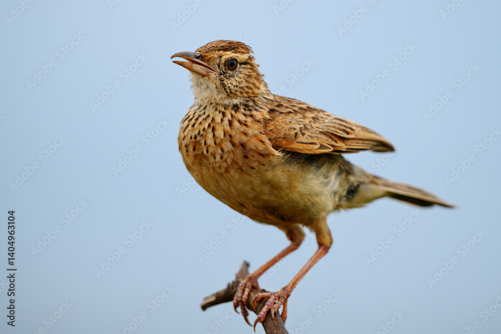 Fototapeta premium A rufous-naped lark perched on a twig