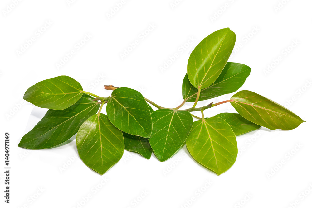 Banyan tree (Ficus benghalensis) leaves isolated on white background. natural green leaf Banyan tree (Ficus benghalensis) leaves isolated on white background. natural green leaf
