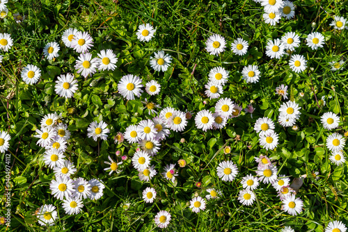 A cluster of daisies (Bellis perennis) as a natural background.