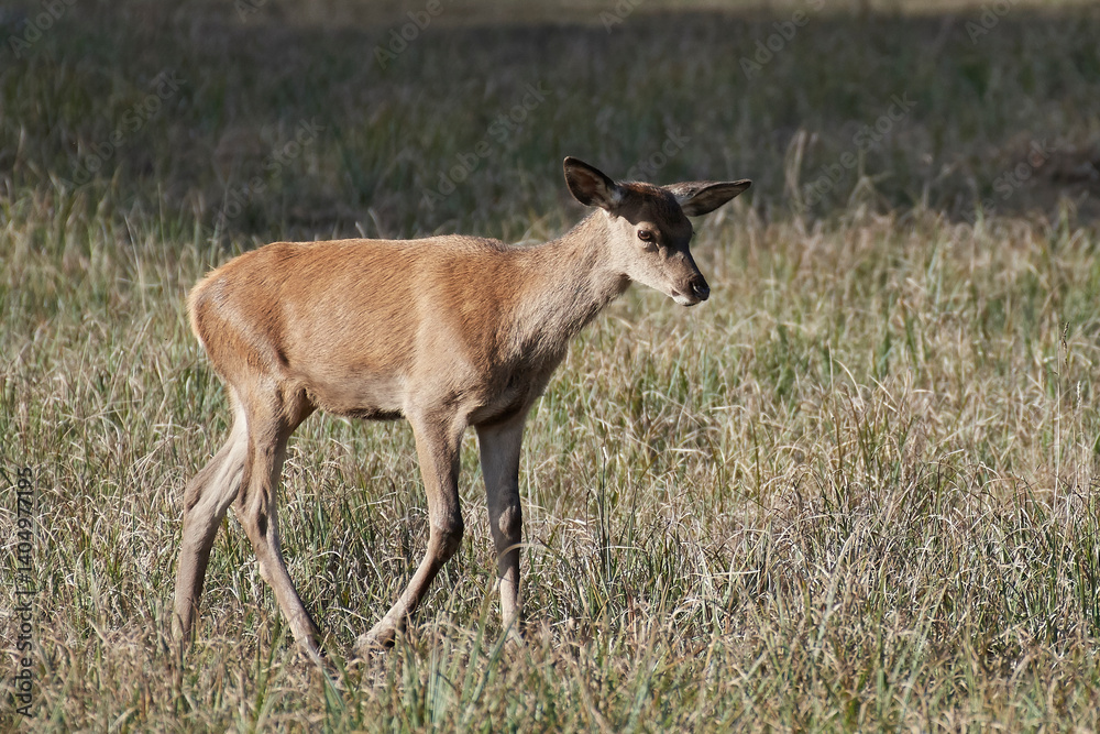 Obraz premium Red deer (Cervus elaphus)
