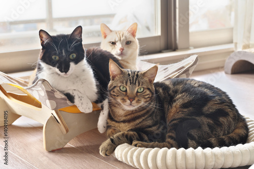飼いネコ