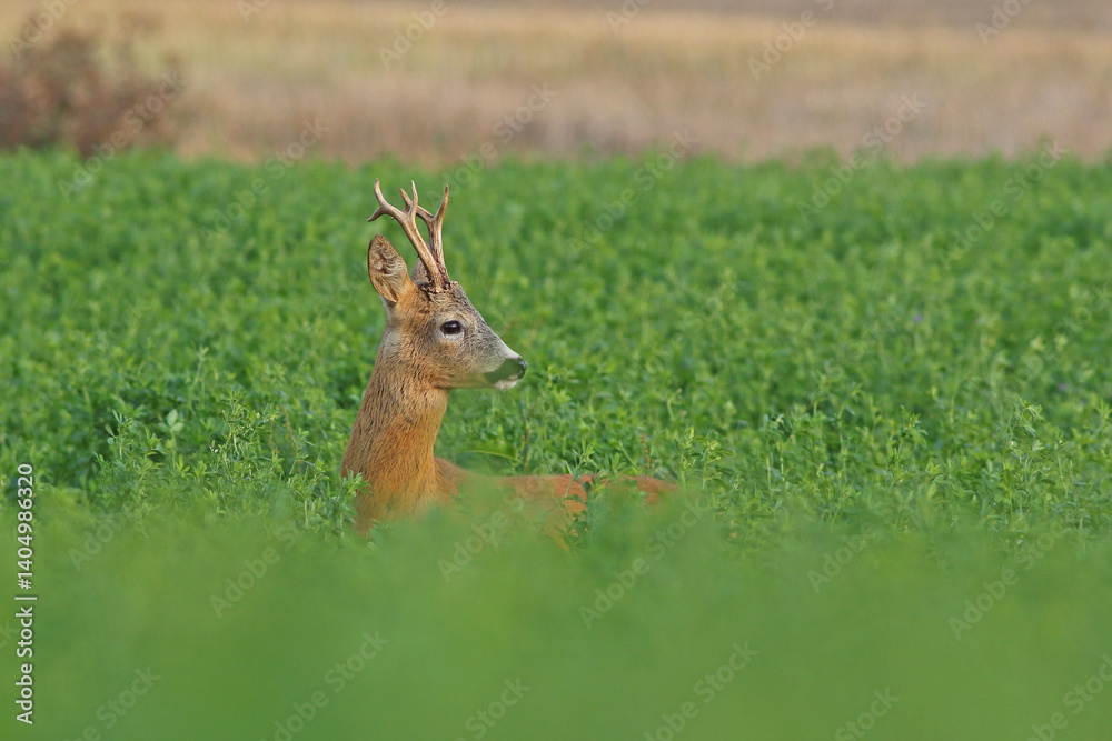 Sarna europejska (Capreolus capreolus) roe deer