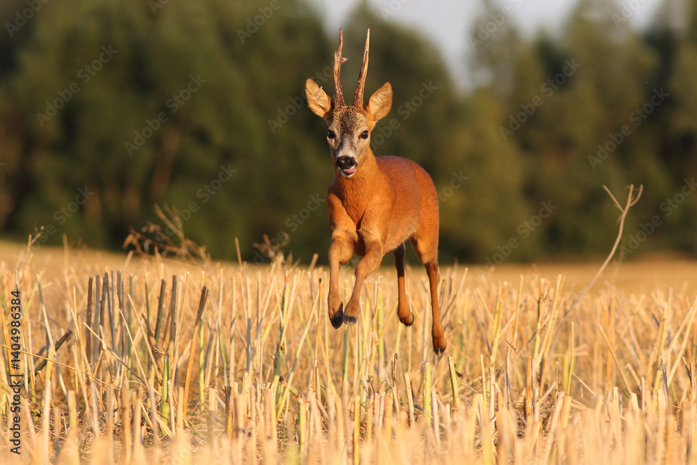 Sarna europejska (Capreolus capreolus) roe deer