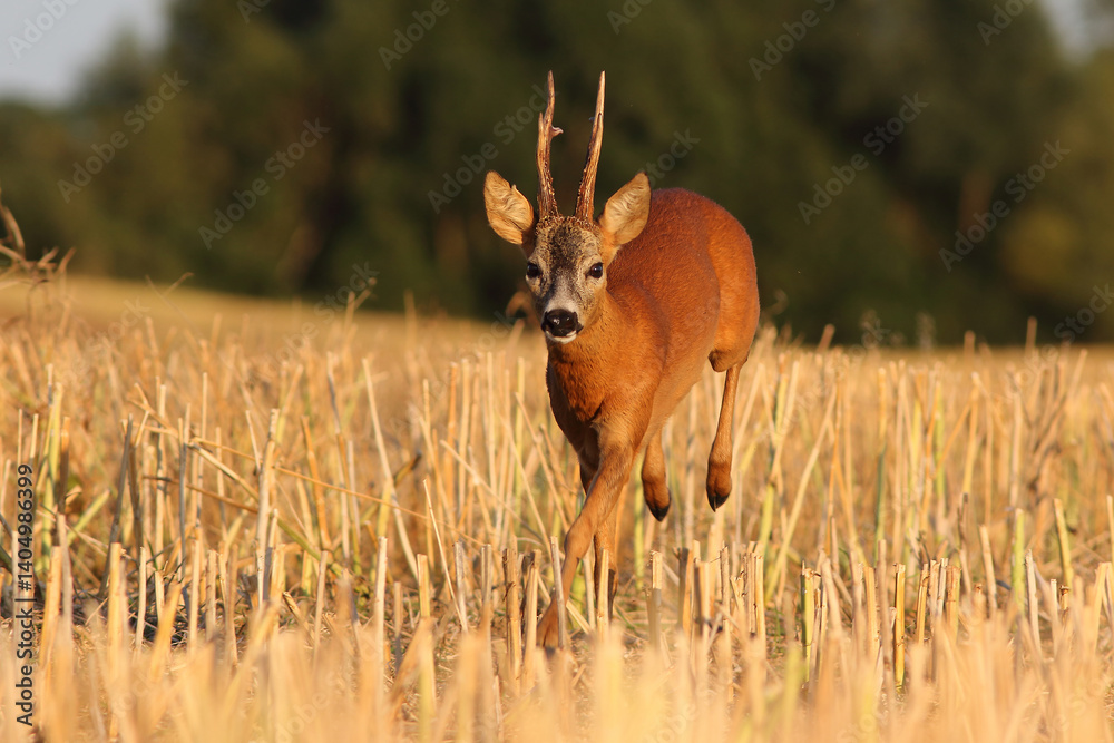 Sarna europejska (Capreolus capreolus) roe deer